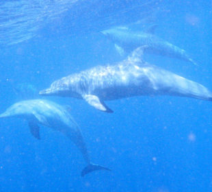 Delfine am Hausriff!