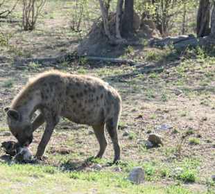 Autosafari im Nationalpark