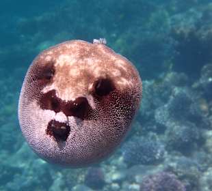 Kugelfisch