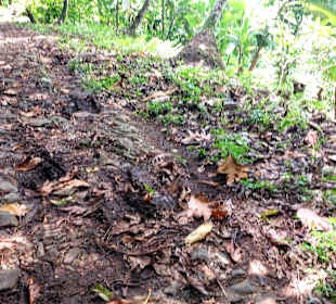 Parque Natural Obô do Príncipe