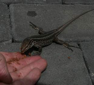 Kekse teilen am Besucherzentrum