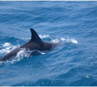 Morgenland  Hurghada Delphin Tour