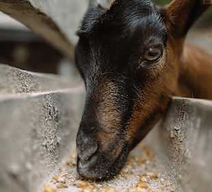 Wandern Neukirchen am Großvenediger