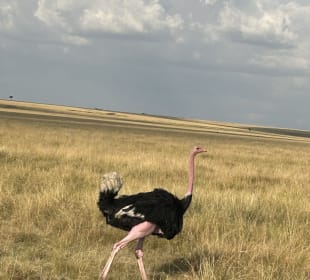 Der Vogelstrauss verlässt das Nest