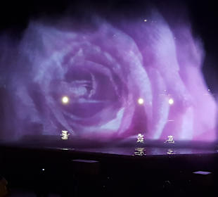 Lichtshow Rosengarten 