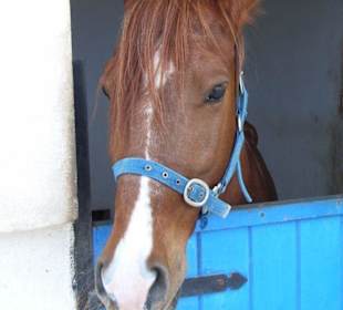 Pferd im RCC