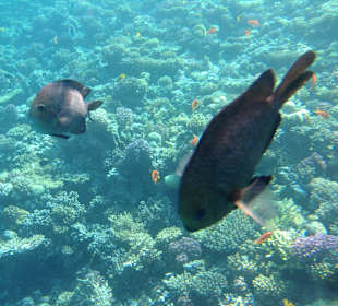 Hausriff - iPhone 5 im DiCAPac Plastik Case