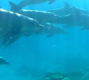 Delphintour mit Moby 2014