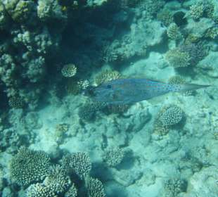 Schrift-Feilenfisch I