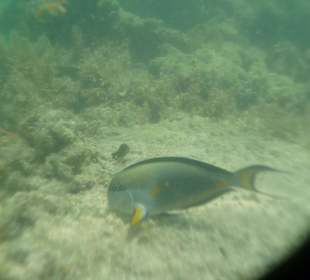 Fisch am hauseigenen Riff