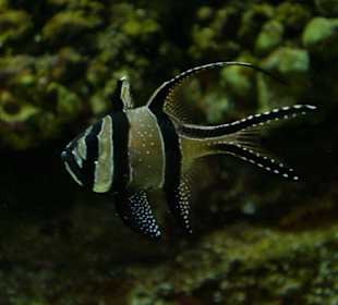 Cretaquarium