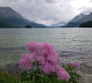 Silser See bei Sils im Juli