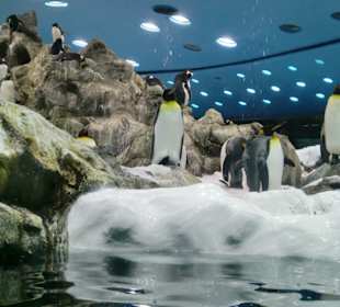 Pinguinworld