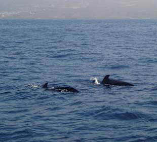 Whale Whatching vor der Küste von Puerto Colon