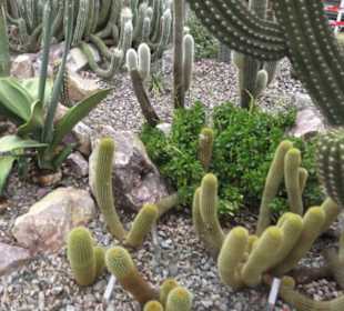 Sukkulentensammlung
