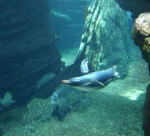 Pinguine unter Wasser!