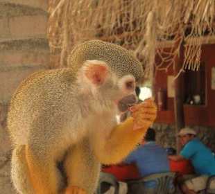 Affe am Strand