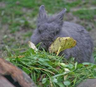 Häschen im Märchenpark