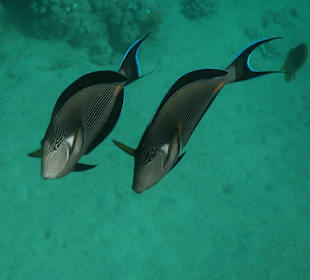 Coraya Bay, Unterwasserwelt