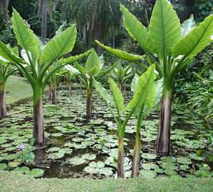 Victoria - Botanischer Garten