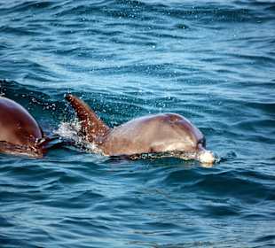 Delphinsafari mit Mo