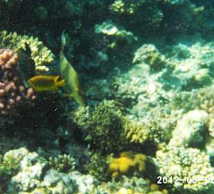 Leben im Wasser 3-8 m Tiefe