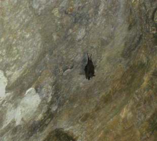 Fledermäuse in einer Ruine