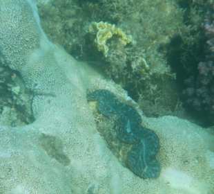 Tolle Unterwasserwelt