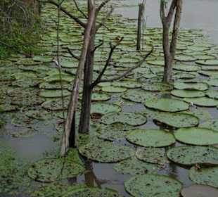 Gigantische Seerosen
