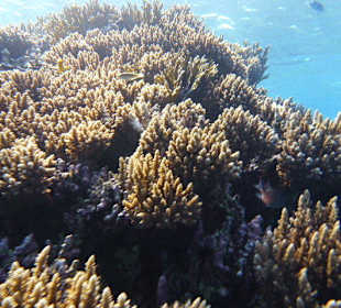 Korallengarten im Roten Meer.