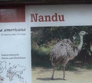 Südamerikabereich - Nandu