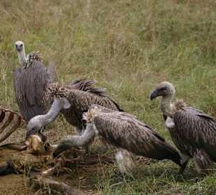 Geier ernähren sich von einem Toten beten in Masai