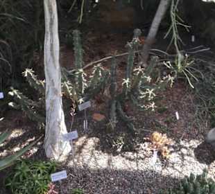 Botanischer Garten der Universität Zürich