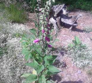 Überall im Thüringer Wald wächst dieser Fingerhut