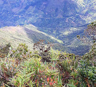 Podocarpus Nationalpark