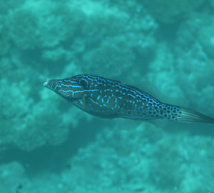 Schnorcheln Marsa Alam