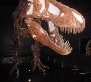 Tyronnosaurus Rex: Fleisch- und Aasfresser