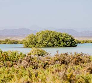 Hamata Mangroves