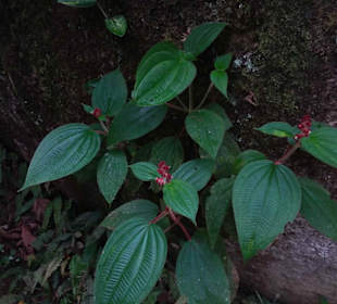 Cachoeira da Pedra Branca