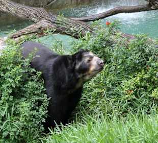 Bär