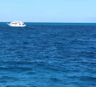 Poszukiwania delfinów