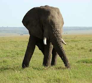 Ein wunderschöner Bulle