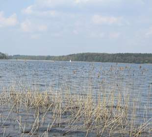 Dąbrowa Wielka