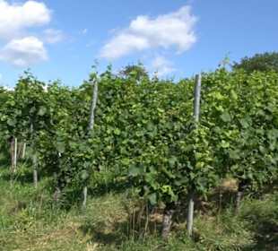 Hochgehnießen - Premiumspazierwanderweg