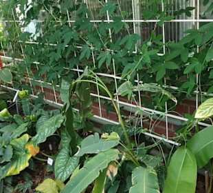 Botanischer Garten 