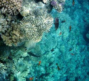 Korallenlandschaft am Hausriff  von Fanara