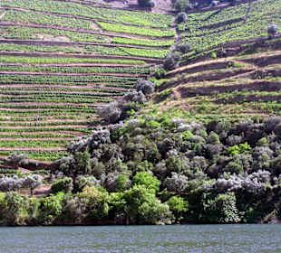 Die Umgebung des Dourotals