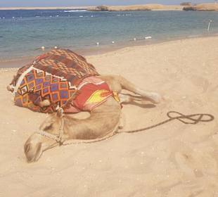 Ausflug Sharm El Naga