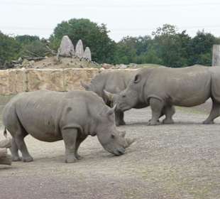 Nashörner im Zoo