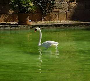 Kathedrale der Heiligen Maria 'La Seu' Garten